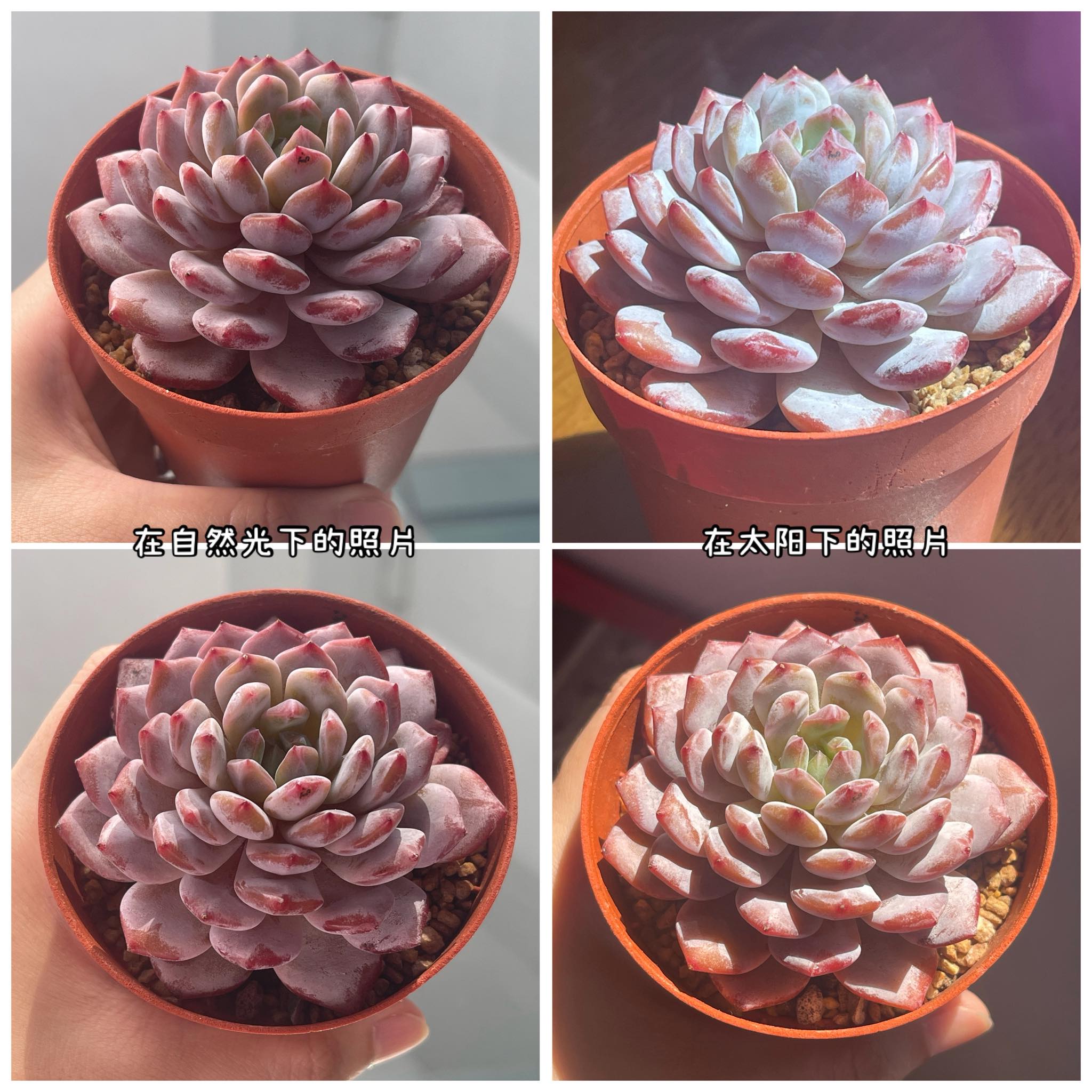 玉芙蓉🪷 但现在拥有新的名字—— 星星橙🪷 名字并不重要，关键是这粉嫩