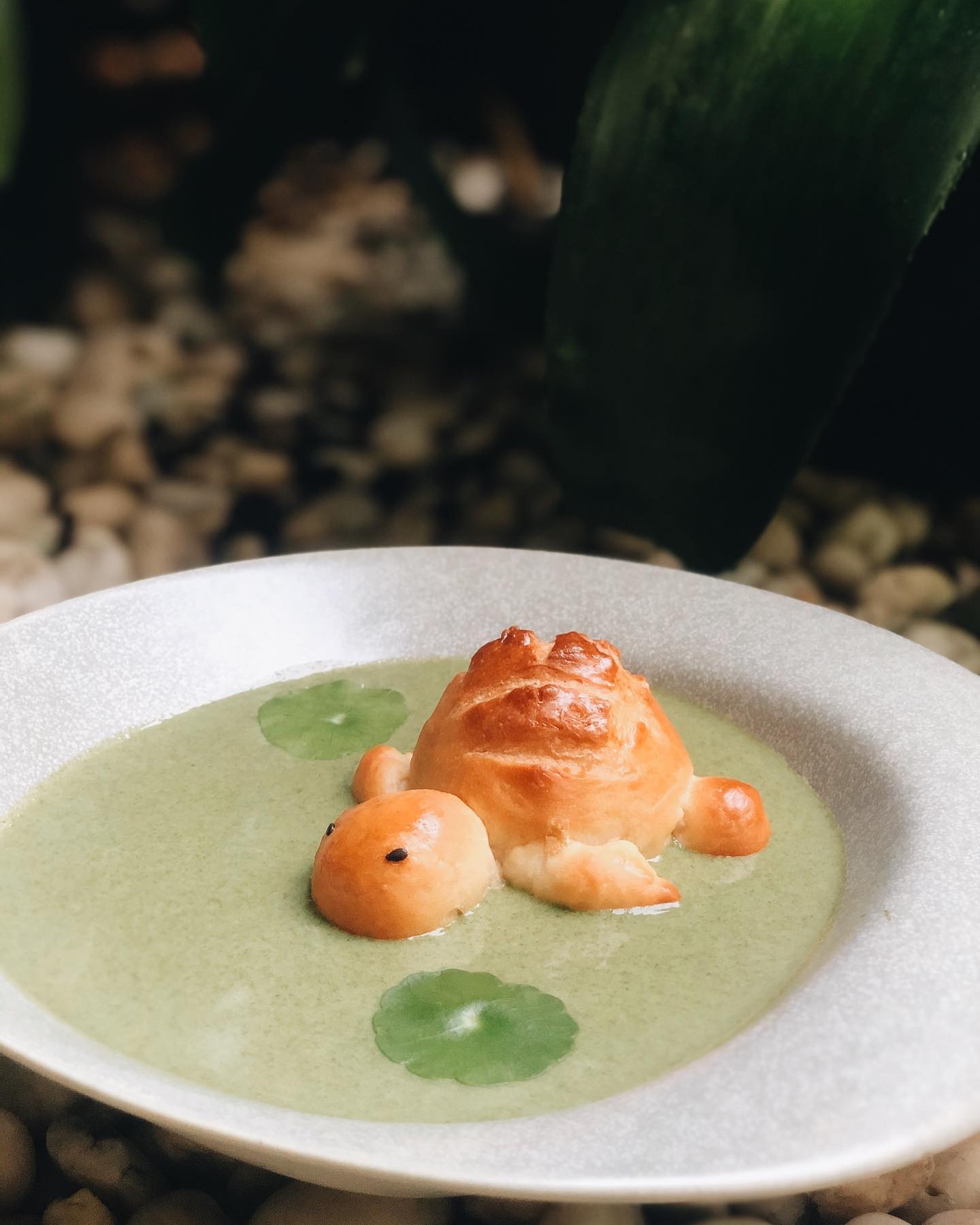 Little Adam the Turtle in our vegan... - Little Sunshine Cafe