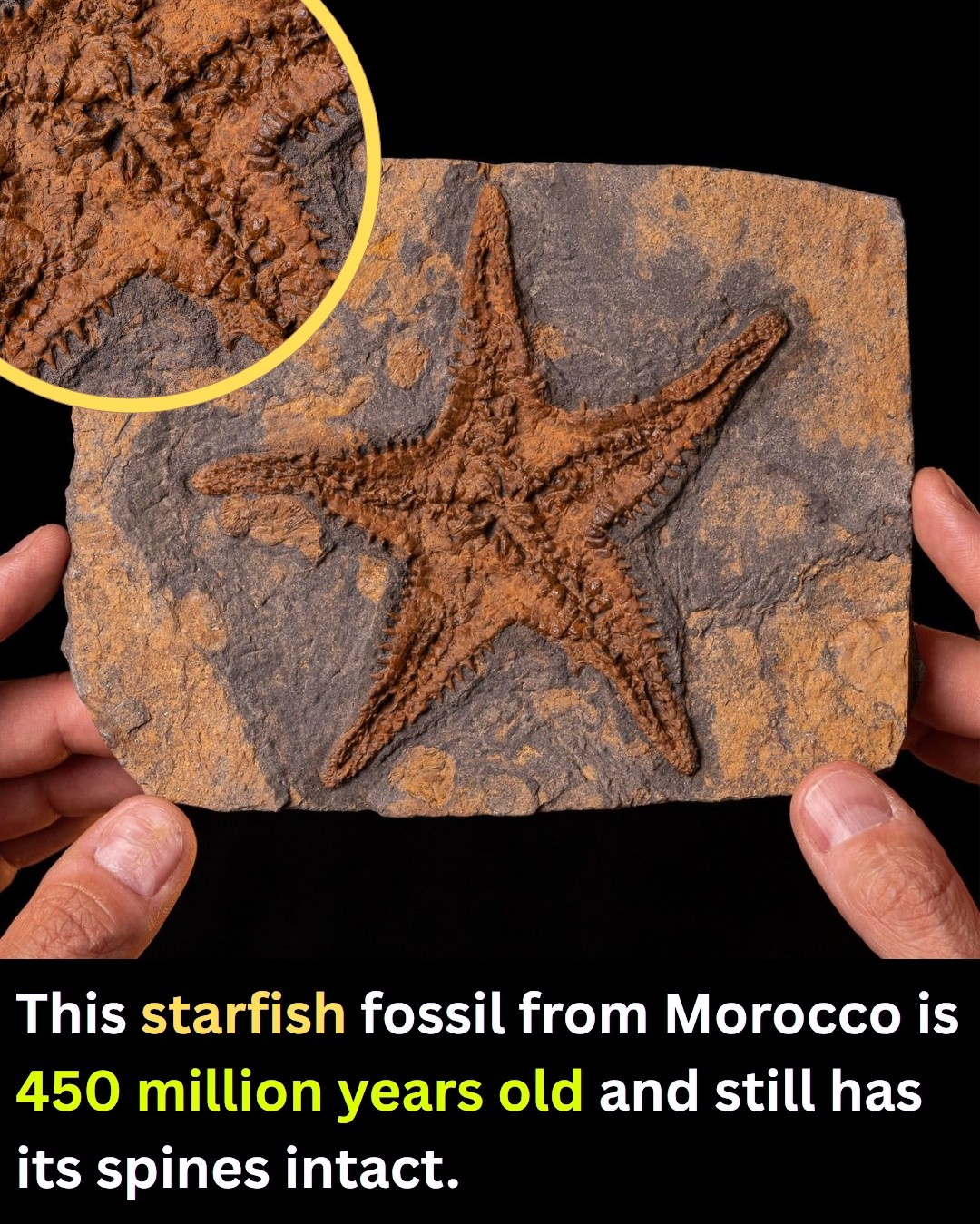 This starfish has been dead for 450 million years, and it still