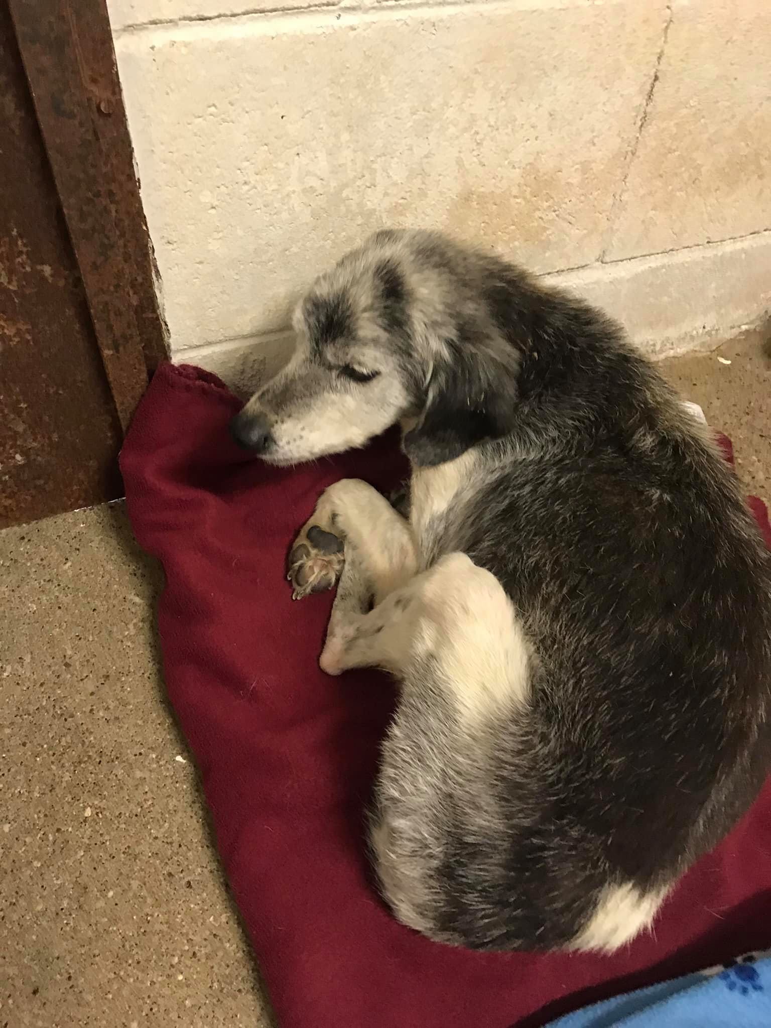 Meet Millie. She is a... - Kentucky Animal Relief Fund (KARF) | Facebook