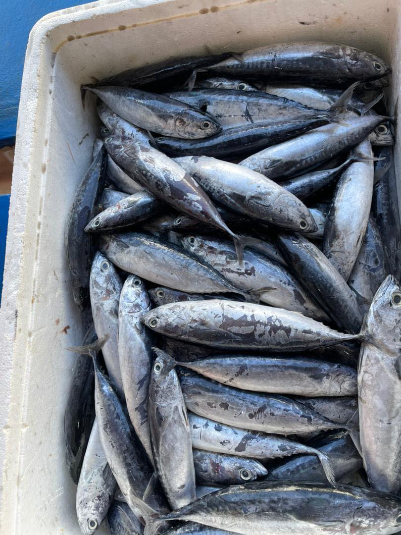 🔥 Big Offer Today 🔥 🔥🐟Basong Tamao... - 33 Freshmart Benoni | Facebook