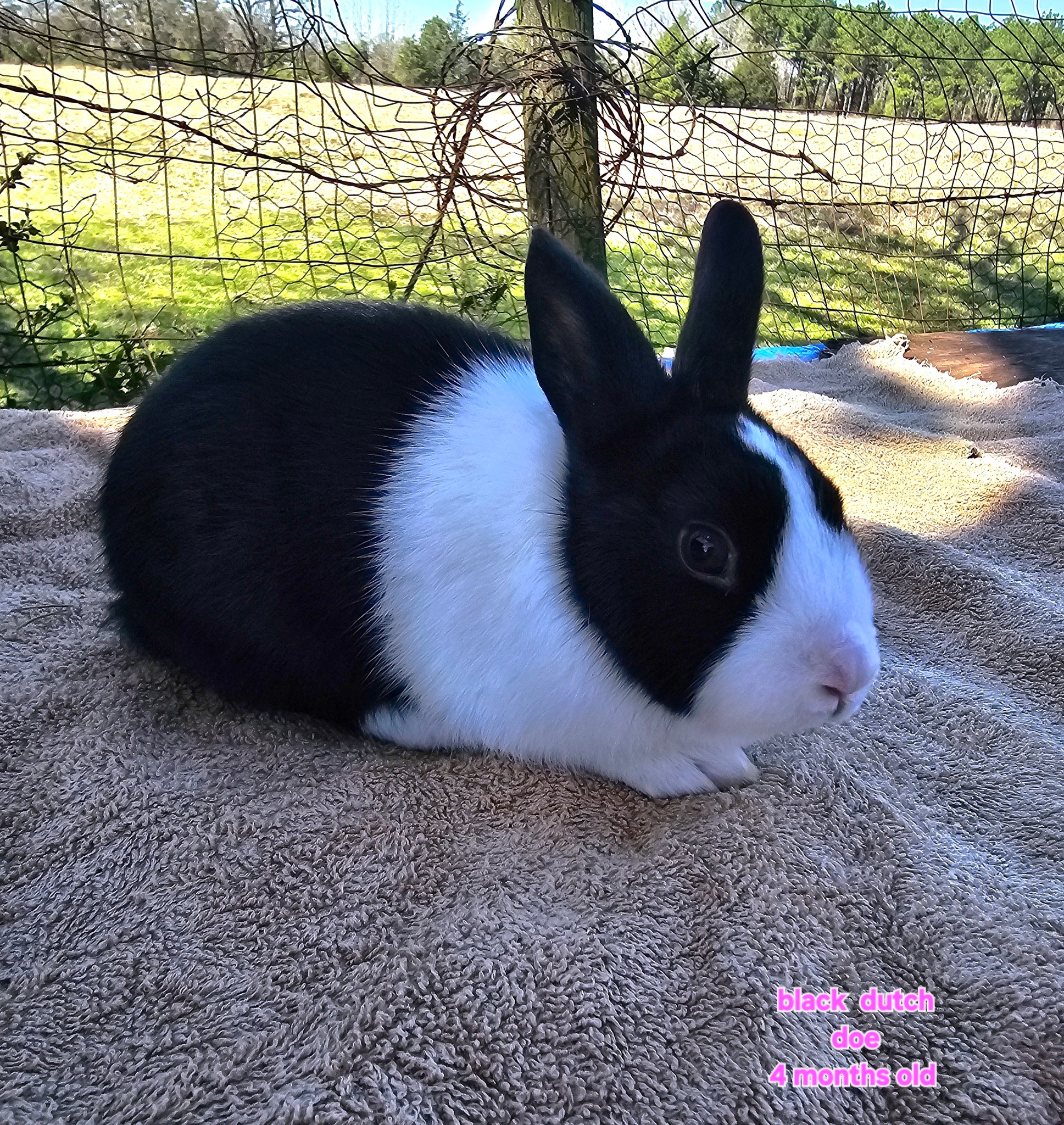 Texas Dutch Rabbits | Facebook