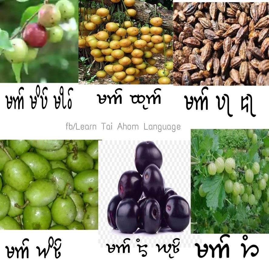 🍒 🍇🍐🍑Learn Tai Ahom Language ️... - Learn Tai Ahom Language