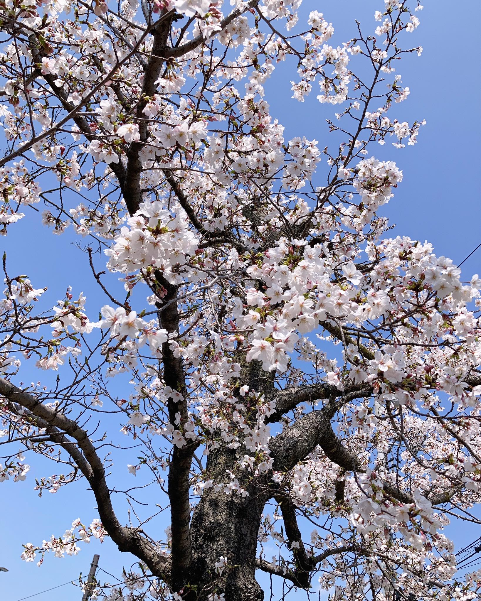 Kiyoka and Miyo under cherry blossoms