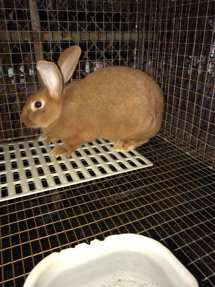 T-N-T Rabbitry | Englewood FL