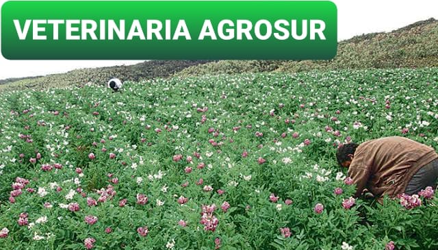 Agro - 🐂 PARAXANE INYECTABLE 💉 . Ricobendazol 10% 》Antiparasitario ...