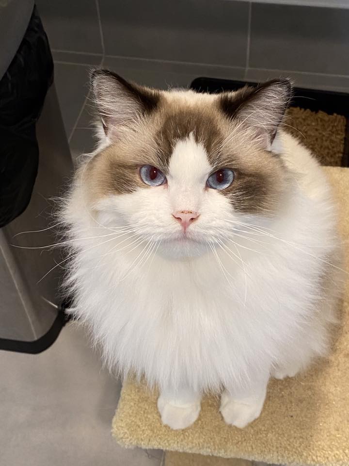Fancy Paws... - Fancy Paws Ragdolls & Maine Coons Queensland