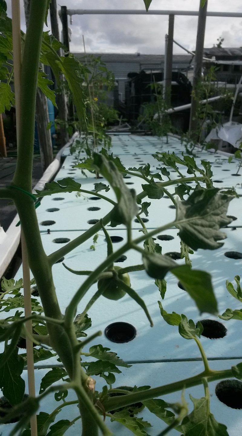Fresh Table Farms - Hyperlocal Farm 1 | Lake Worth FL