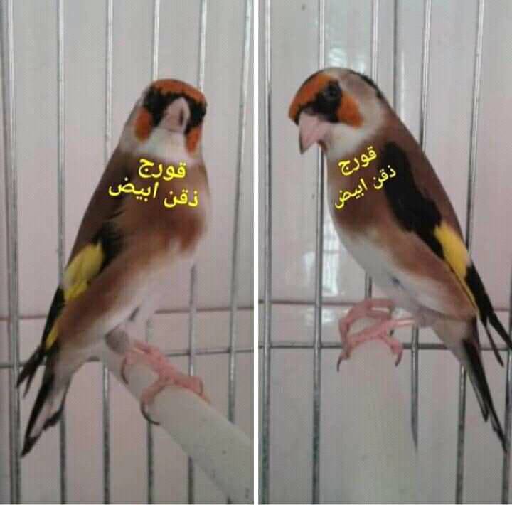 طيور الكاناري وكل انواع الطيور