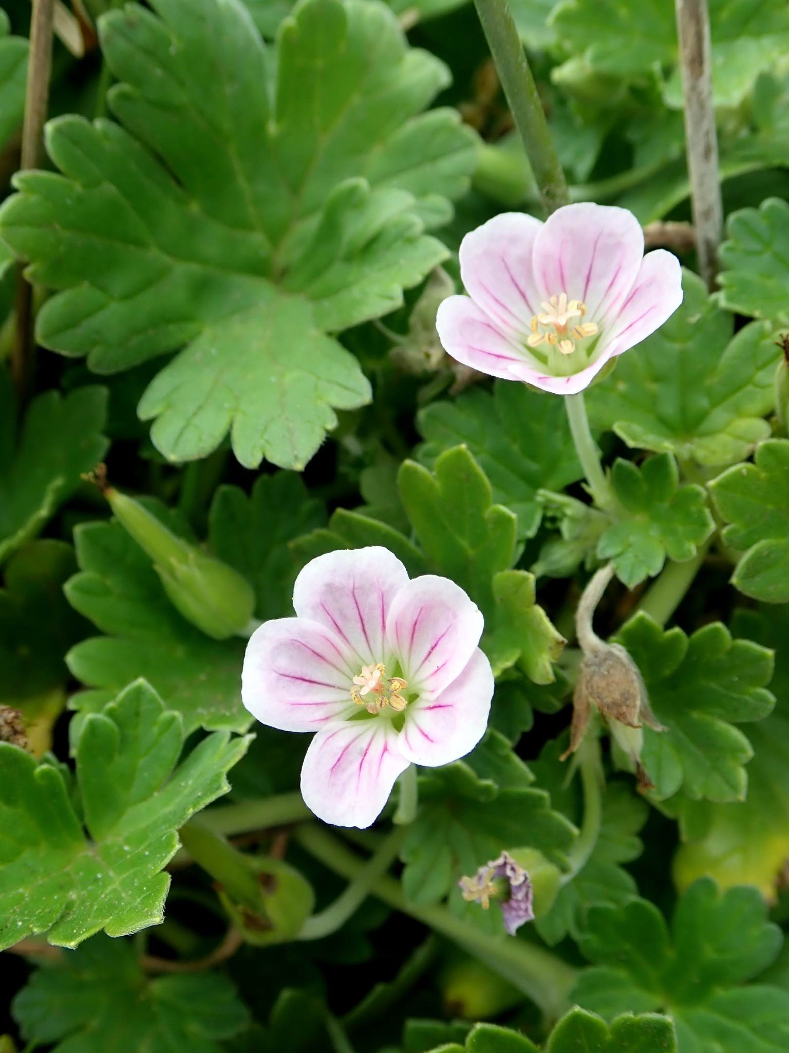 Really Rare Plants | Geranium traversii Hook.f