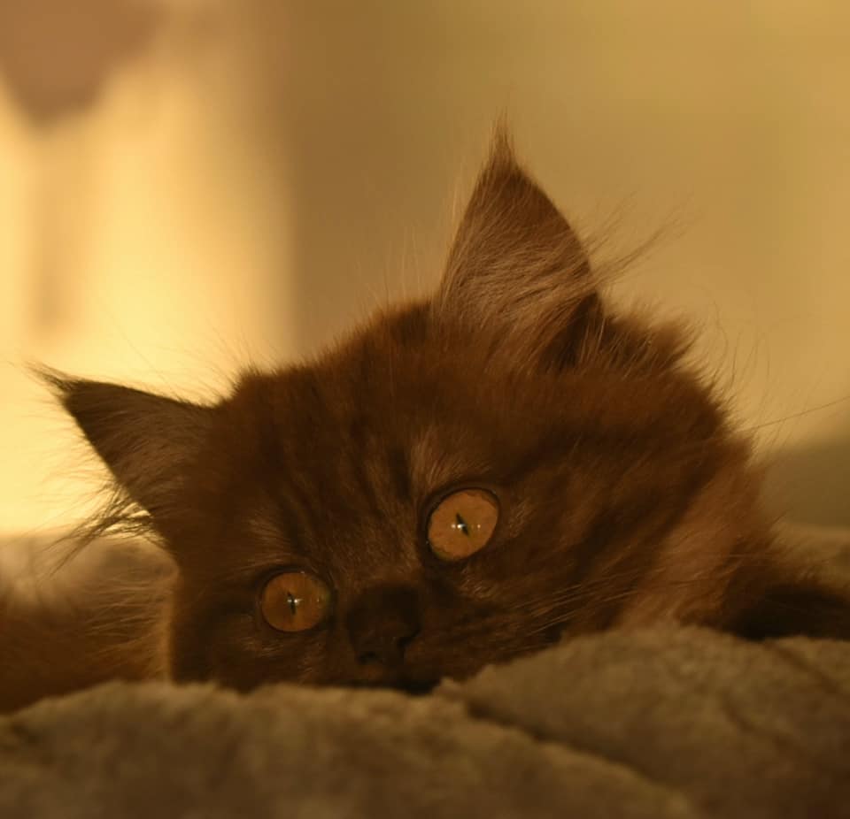 Bkh Blh Katzen Angelnest Home Facebook