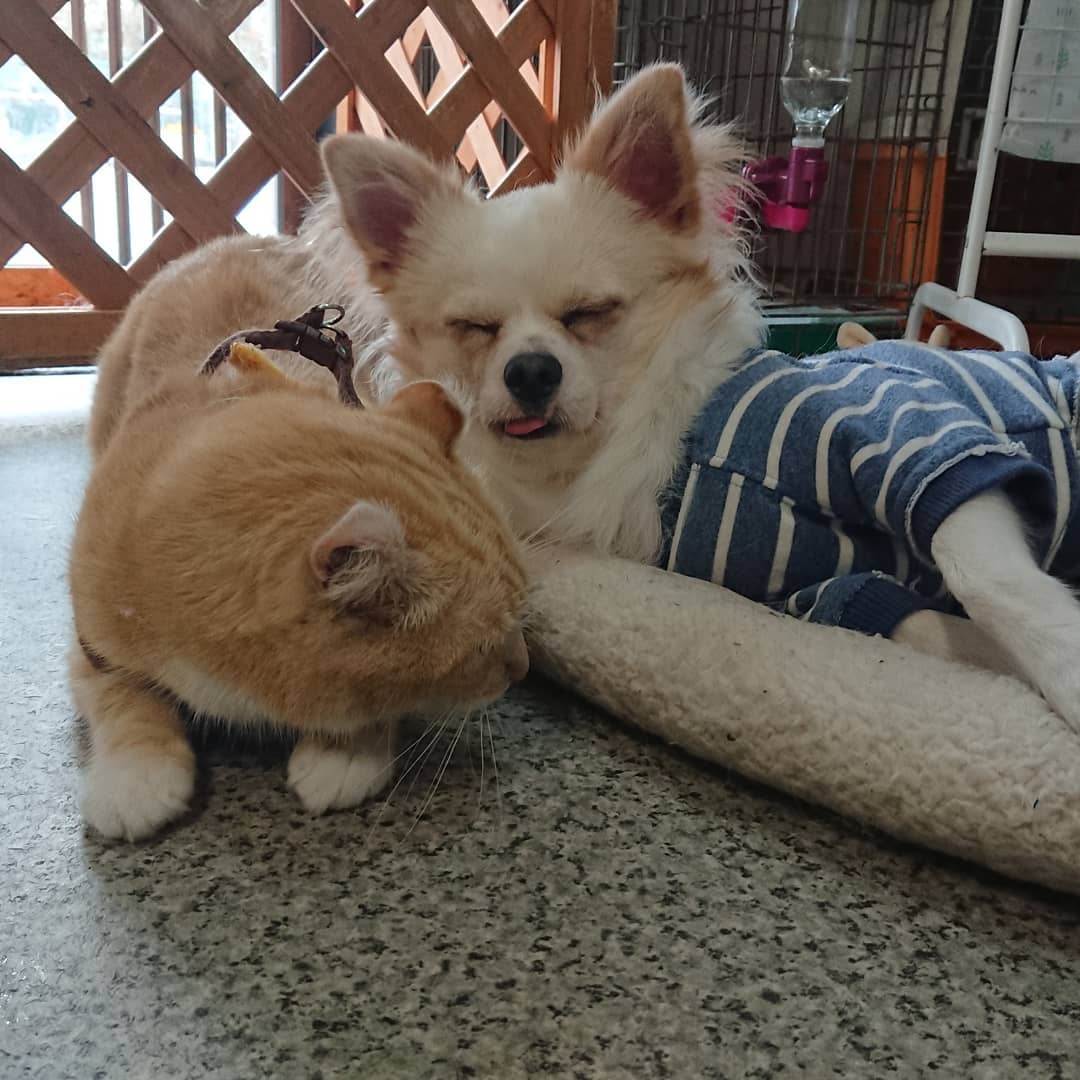 保護犬カフェ Hogoken Cafe西八王子店 ラッコさん 今度はビスケと添い寝です ベロしまわないと乾いちゃうよー 只今空席あります 今ならヒーローになれるかも 保護犬カフェ西八王子 保護犬カフェ 保護犬 保護猫 チワワ アメリカンカール