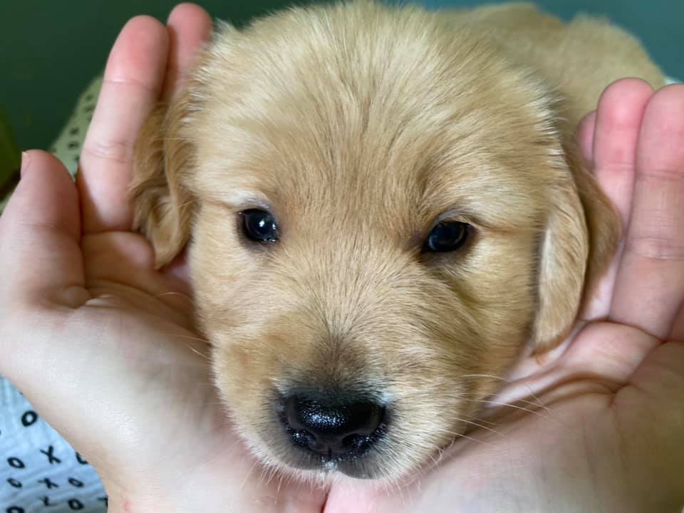 Double GG Ranch Golden Retrievers | Keystone Heights FL