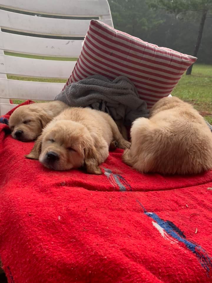 Double GG Ranch Golden Retrievers | Keystone Heights FL