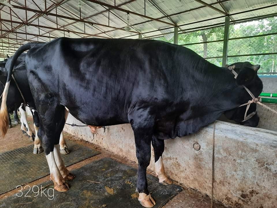 SARF Agro Farm BD - Home