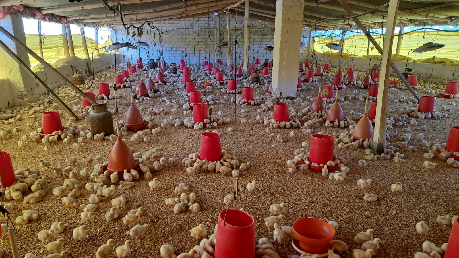 Granja Avícola Mi Ranchito | Anzaldo