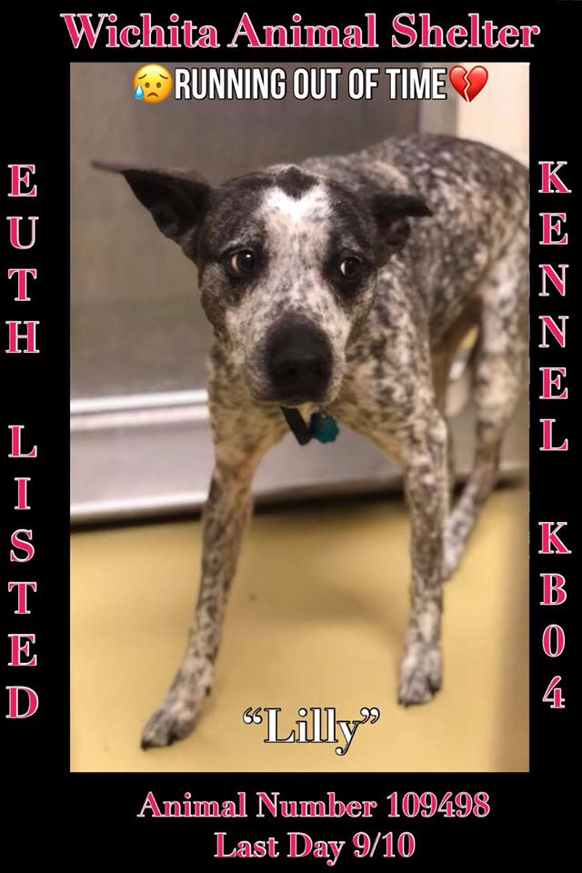 Beauties and Beasts, Inc. - 🆘EUTH LIST WICHITA ANIMAL SHELTER🆘 VISIT ...