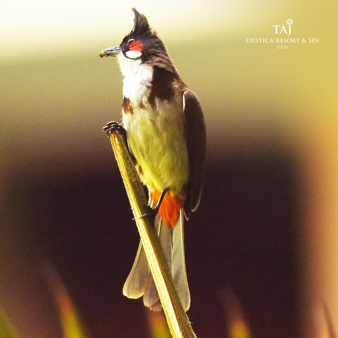 Open the blinds and watch... - Taj Exotica Resort & Spa, Goa | Facebook