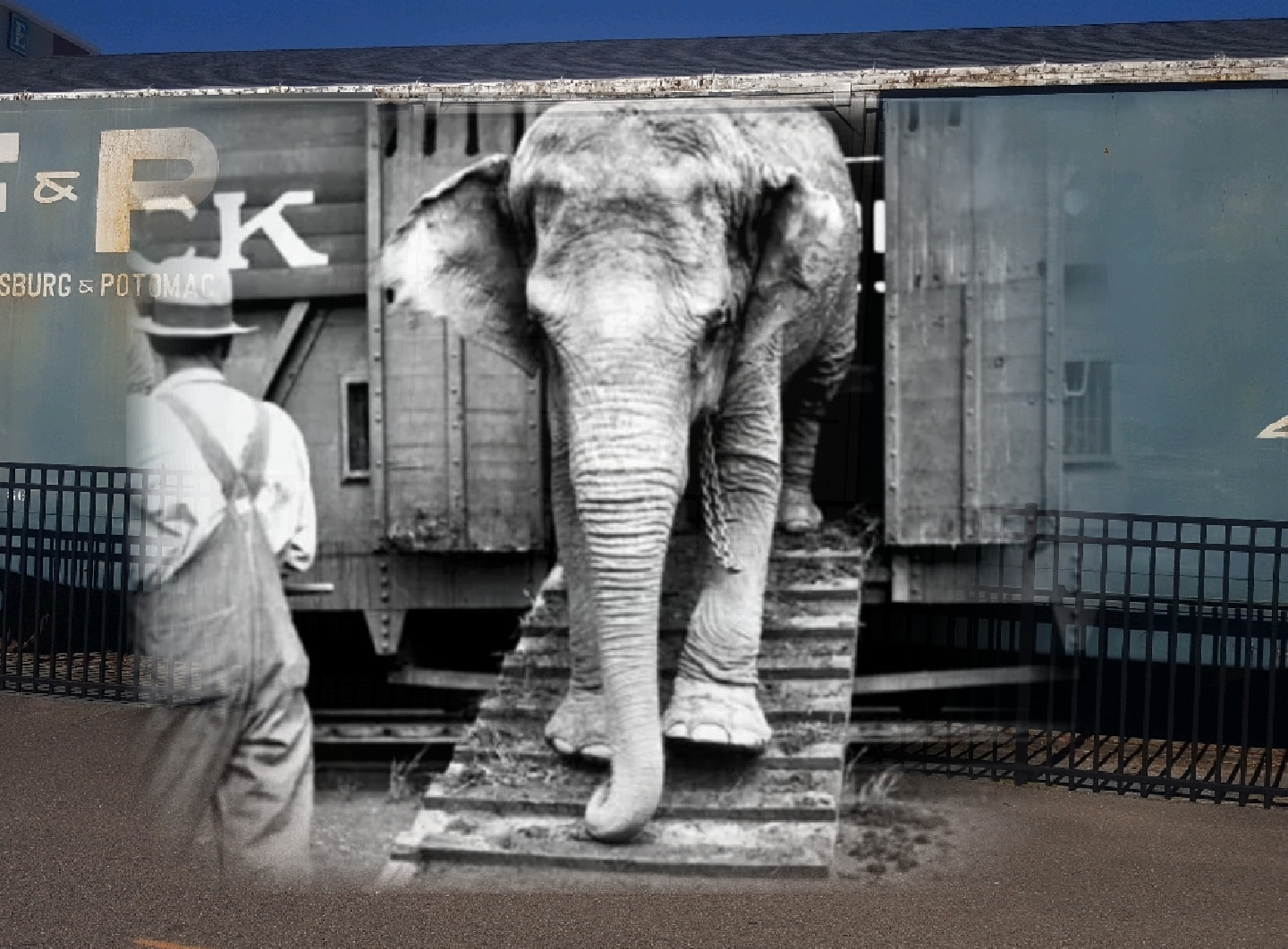 🐘 Does anyone remember Topsy the elephant? It may sound like a tall tale,  but it's very real! On this day in 1922, Topsy managed to escape from the  visiting Hagenbeck-Wallace Circus