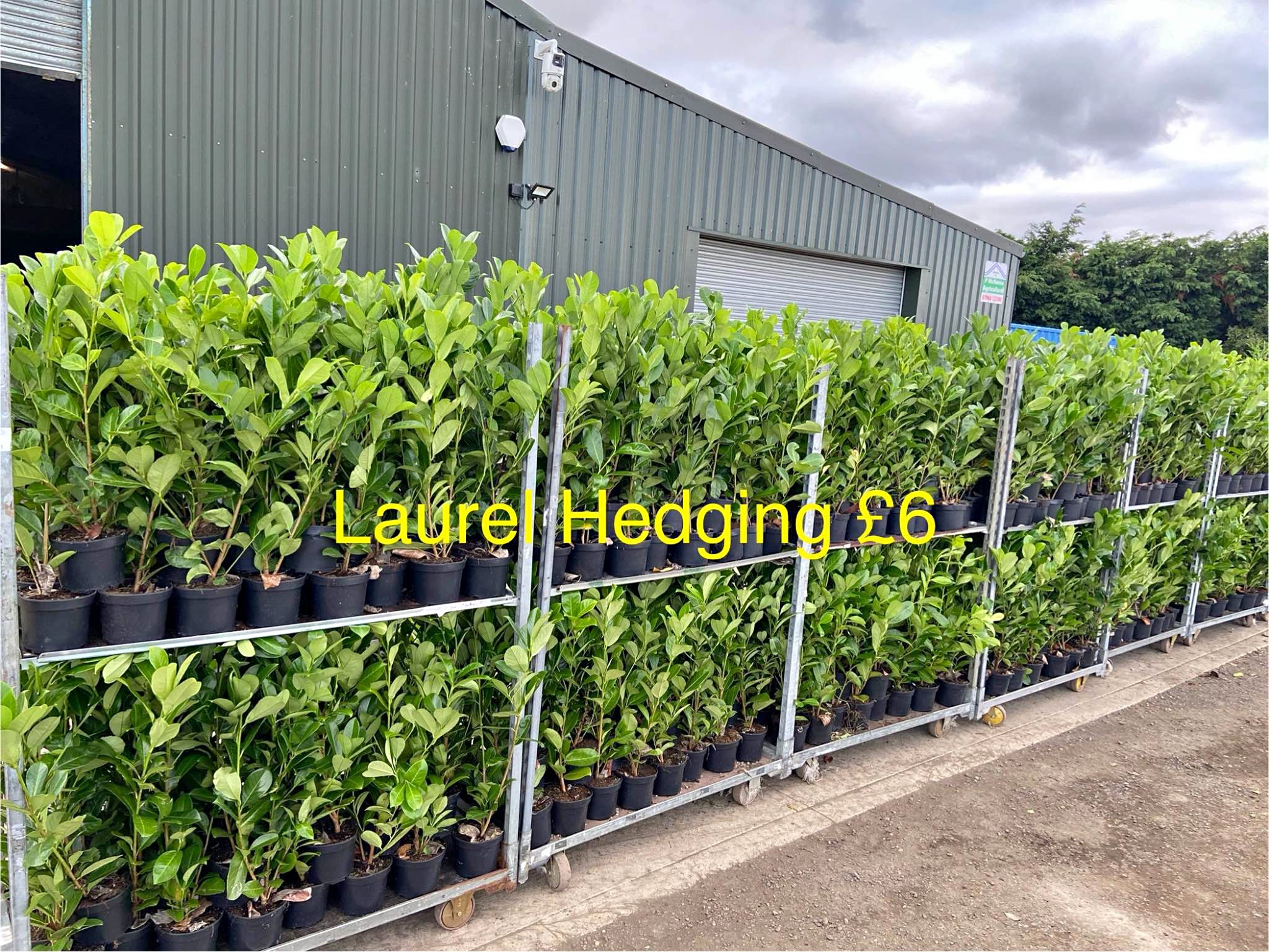 2litre Laurel & Leylandii Hedging £6 DH4 6QQ - Plants, Seeds & Bulbs ...