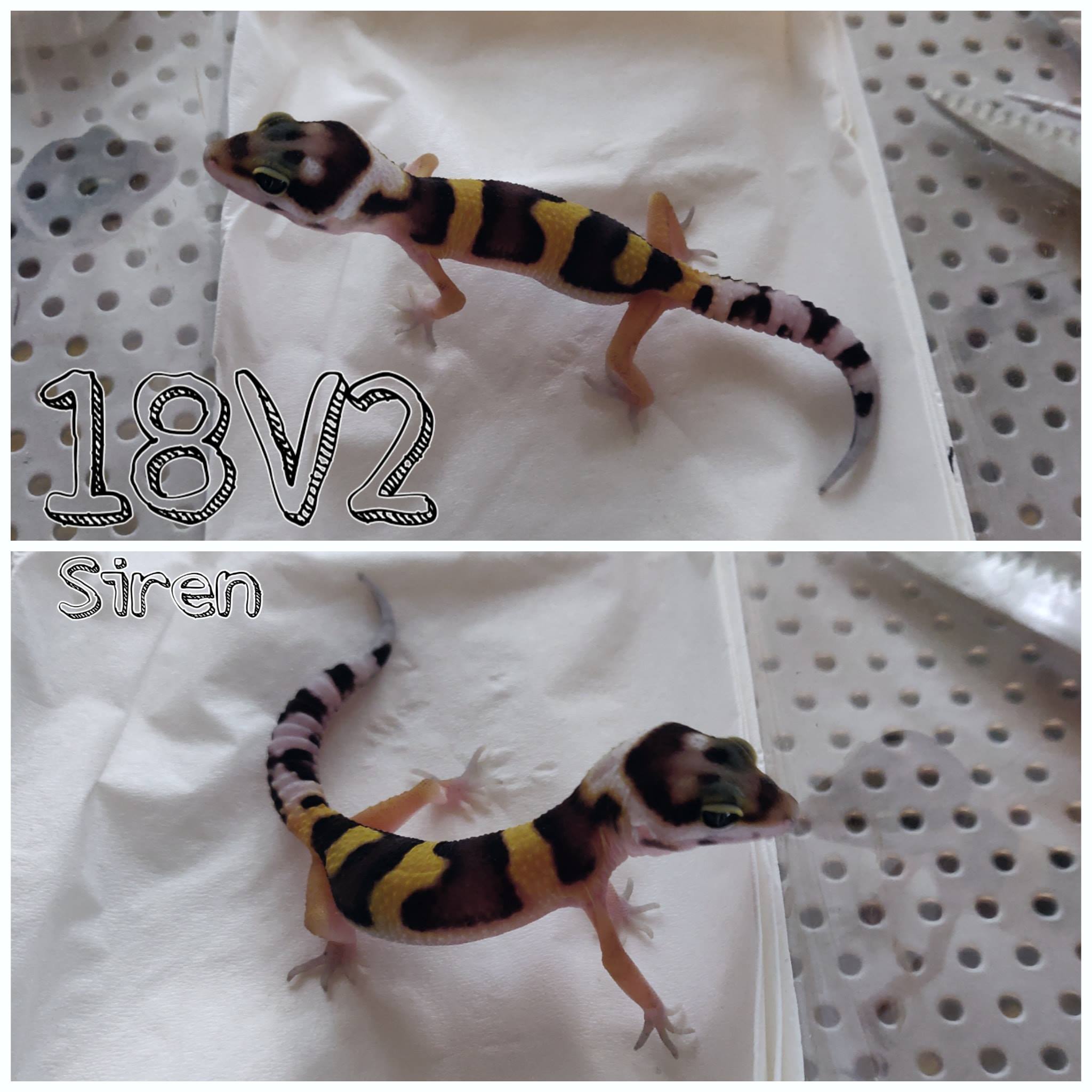 Toothless Geckos | Joensuu