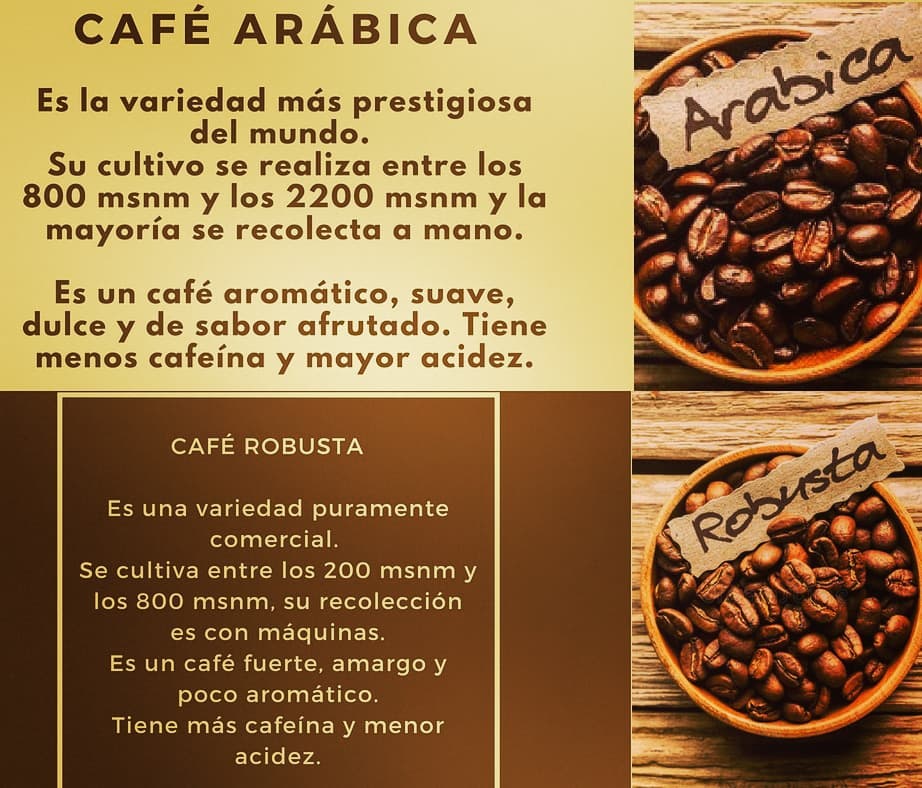 Nativo Café - ¿ Conoces las diferencias entre las variedades de café ...