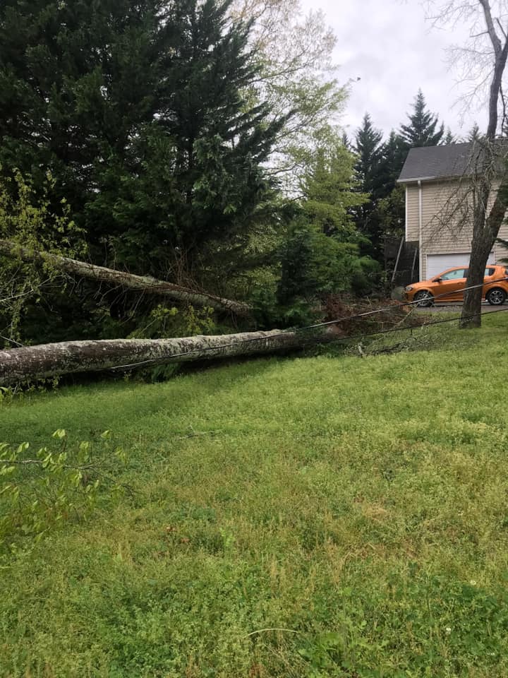 Fitzgerald Tree Removal LLC