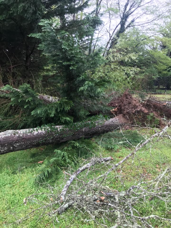 Fitzgerald Tree Removal LLC
