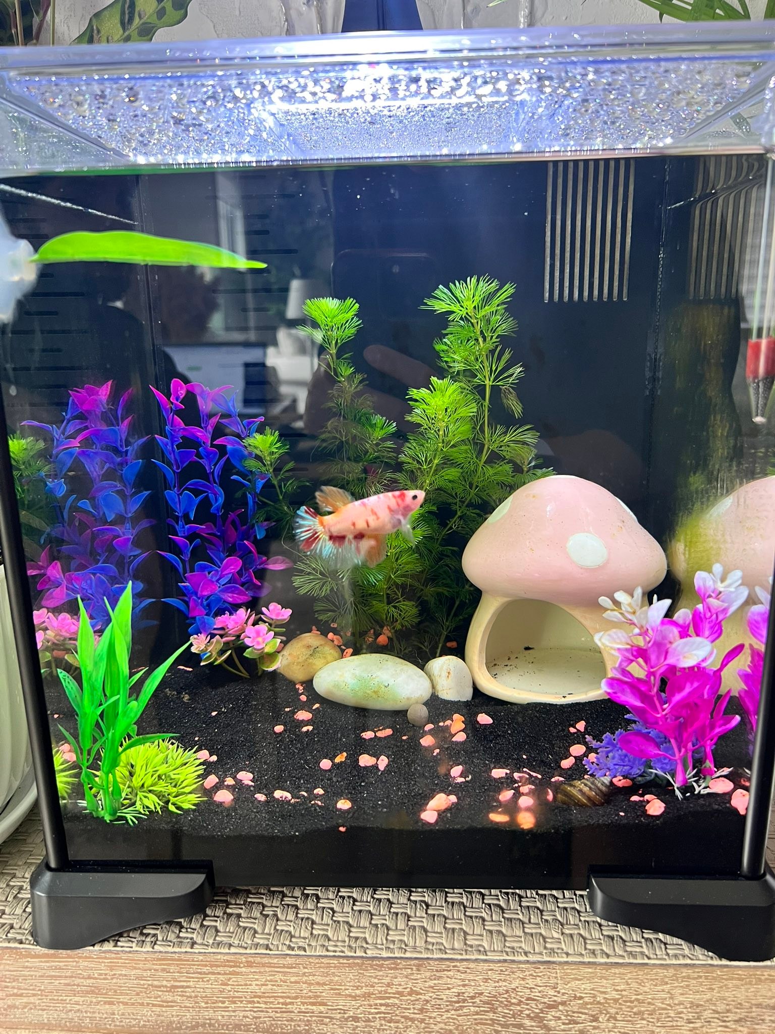 best fish tank accessory Mechpia 13 Pieces Aquarium Decorations Kit, Decorations Set Small Resin Castle and Rockery Betta Fish Cave Hideout Coral Artificial Plastic Plants Ornament Accessories : Pet Supplies Ensembles Stylish and functional furniture that complements your home and supports easy maintenance Fish Tank Accessories Aquarium Decorations