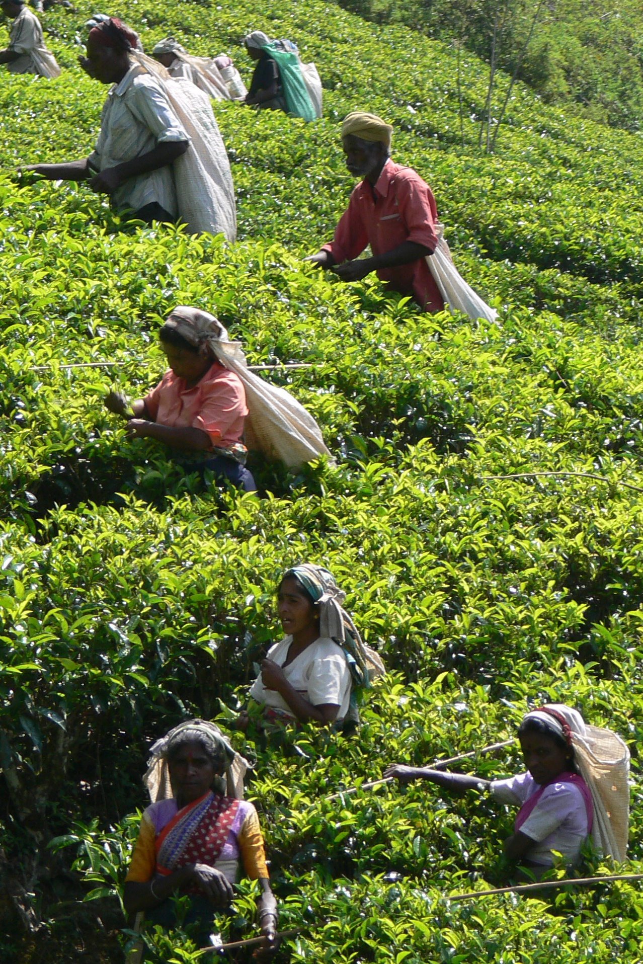 Khan Tea ( KhanTea.com )
