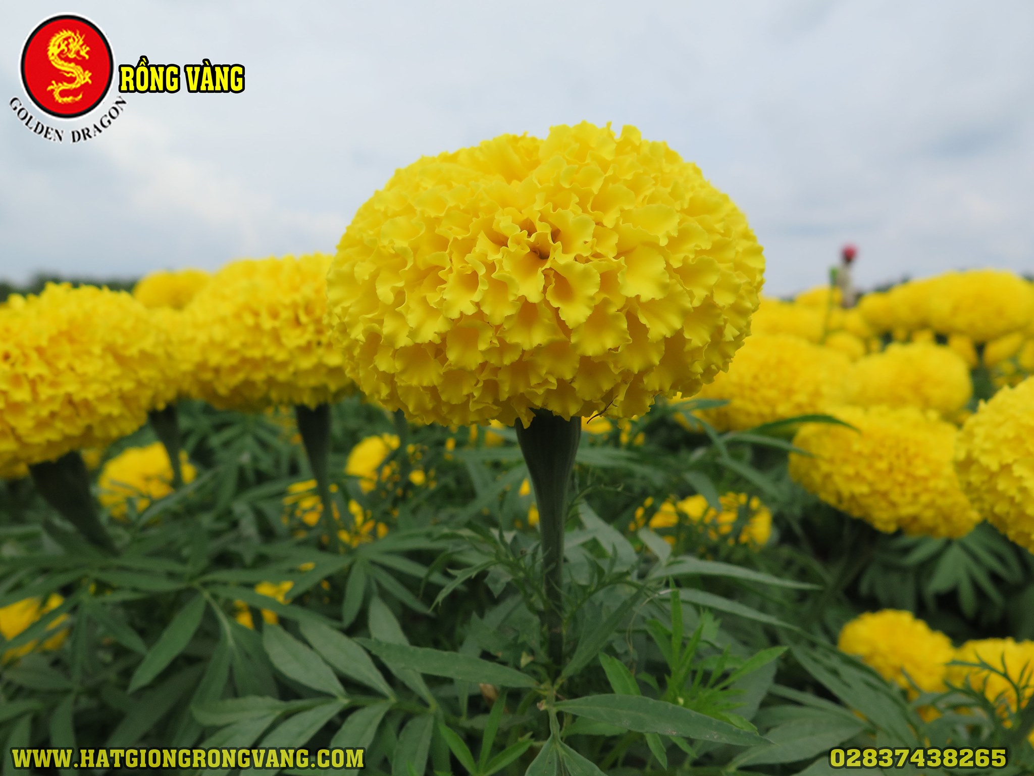 Hạt Giống Hoa Rồng Vàng | Ho Chi Minh City
