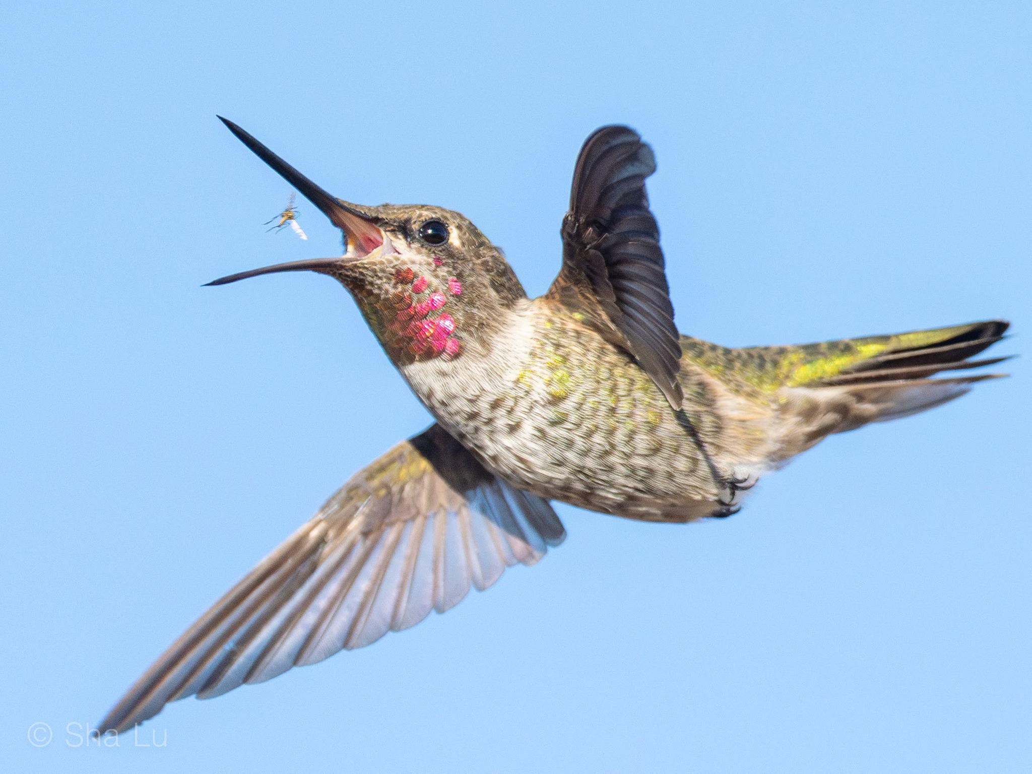 Grandma’s Secret Recipes | Anna's hummingbird catching a mosquito ...