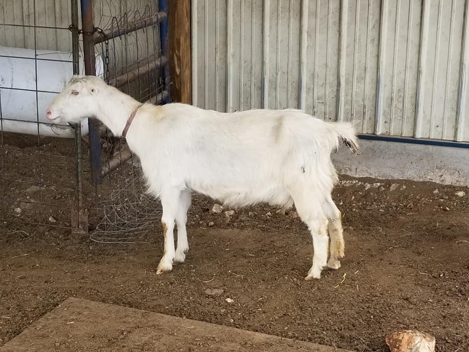Ledgerock Dairy Goat Farm | Reeds Spring MO