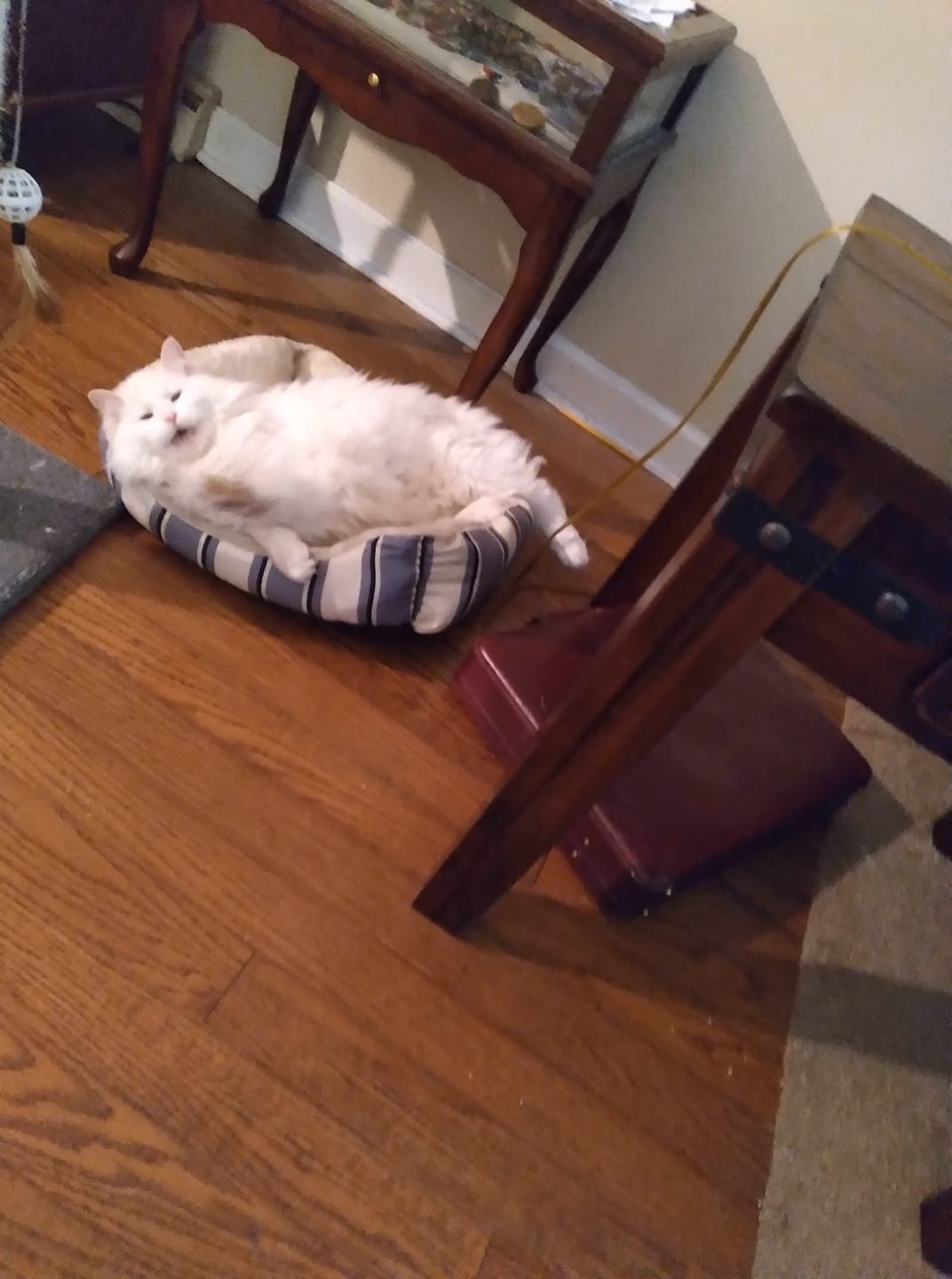 Snowy the lazy lover kitty on his vintage bed frame 😍 #whitecats