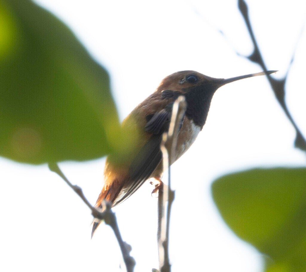 Hummingbird Talk - Audubon Abita Bird Club