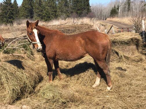 Suffield Mustangs (Block Horse)