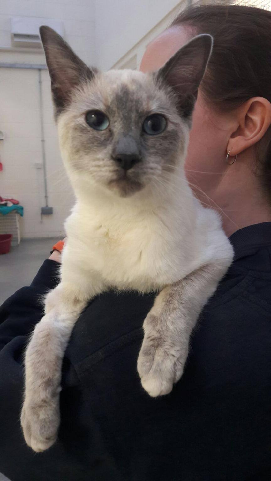 ** NOW RESERVED! :) ** Nala is... - RSPCA Sheffield Shelter