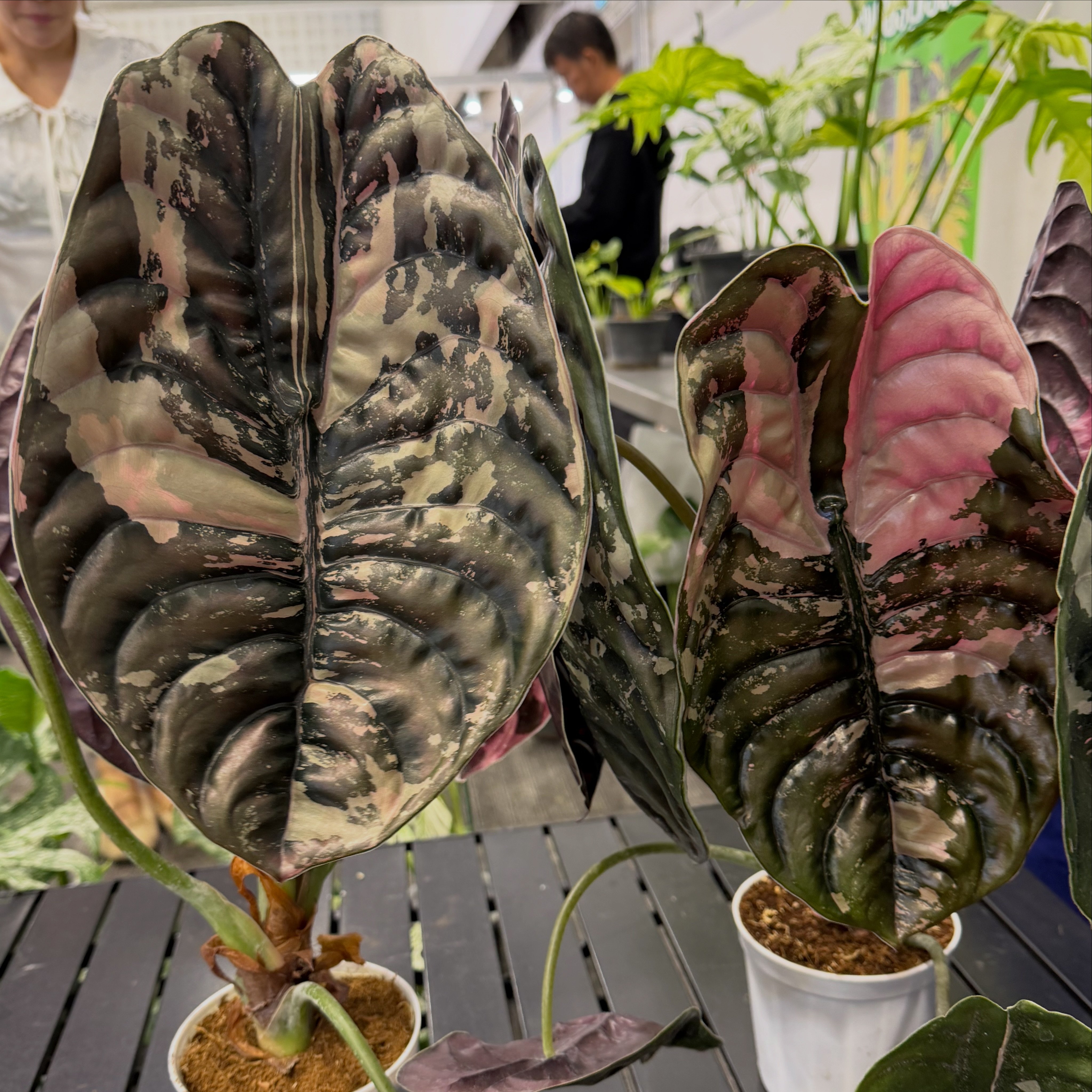 Alocasia Cuprea Pink Mint Variegated 🌿 ———————————— For more