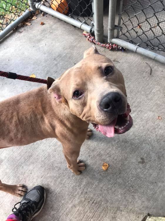CACC Dogs - AVAILABLE TO RESCUES ONLY AT CHICAGO ACC Apply to foster ...