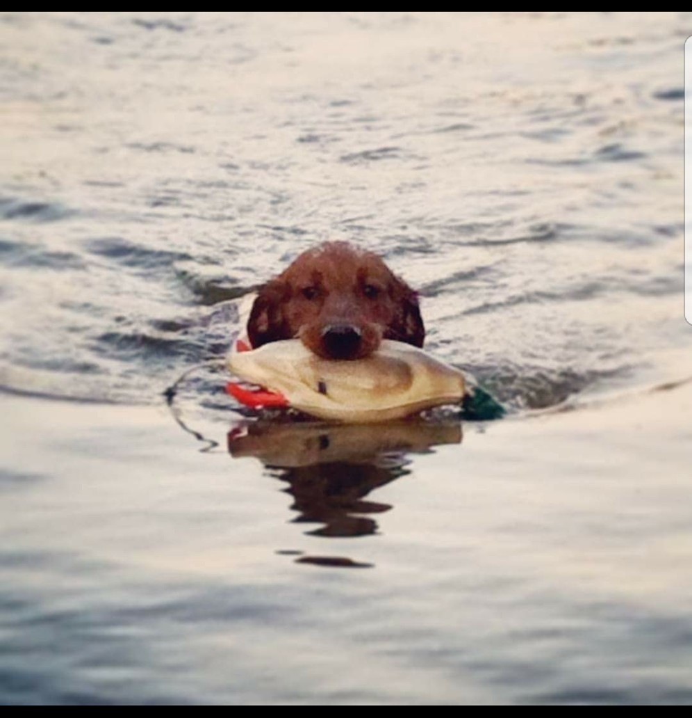 Dog of the day is Reed!!... - Canine Co-Pilots Dog Training | Facebook