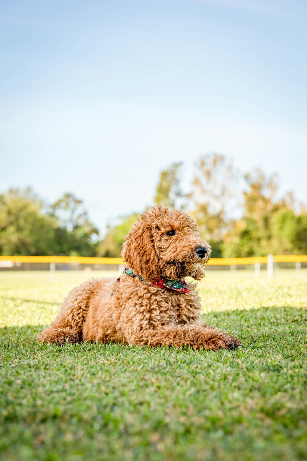 Doodle Owners, Lovers And Adoption Community | Facebook