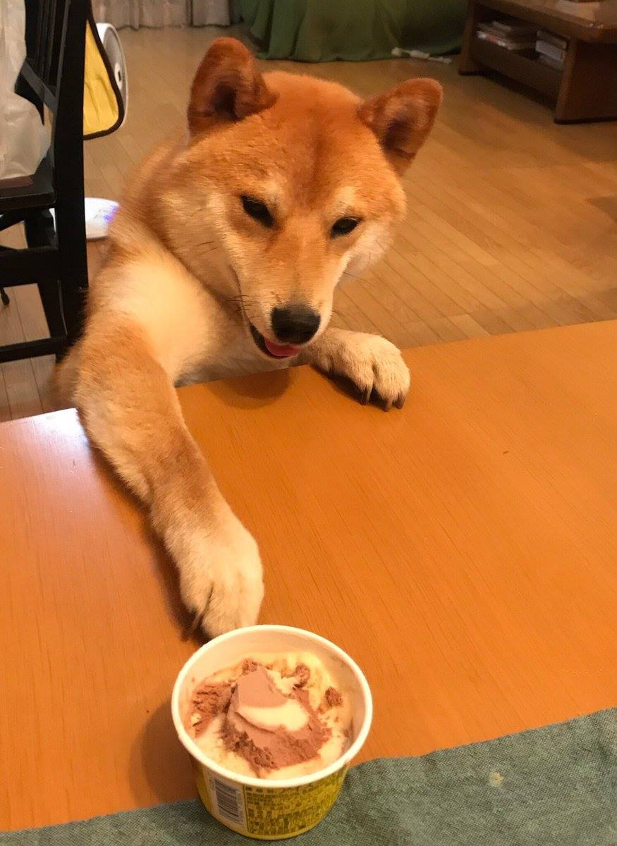 Shiba chan - シバちゃん (@shibachan.official) • Facebook