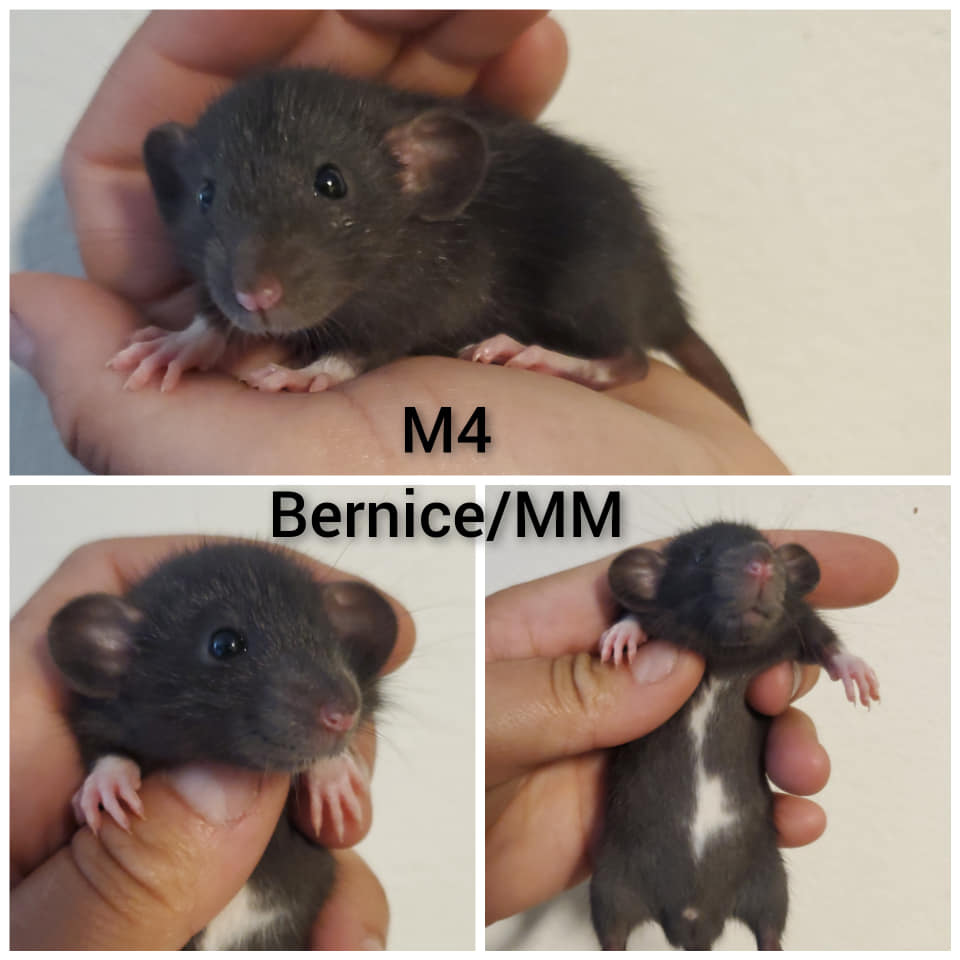 PNW Rattery | Clackamas OR