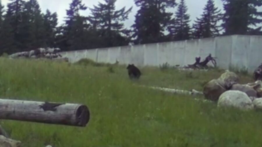 WSDOT just documented the first known black bear using this