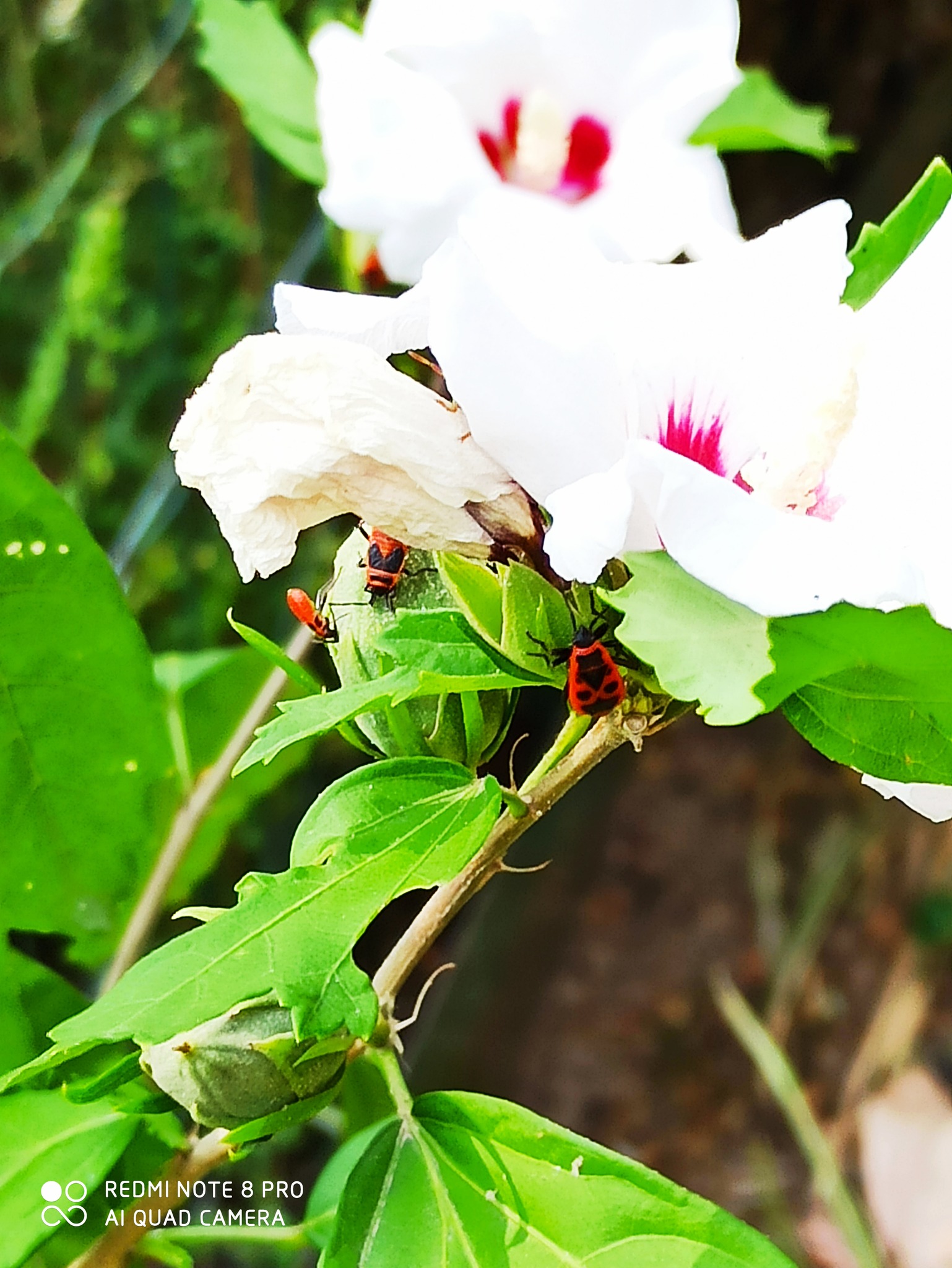 Le gendarme (de son vrai nom:... - Au Jardin de Flojac | Facebook