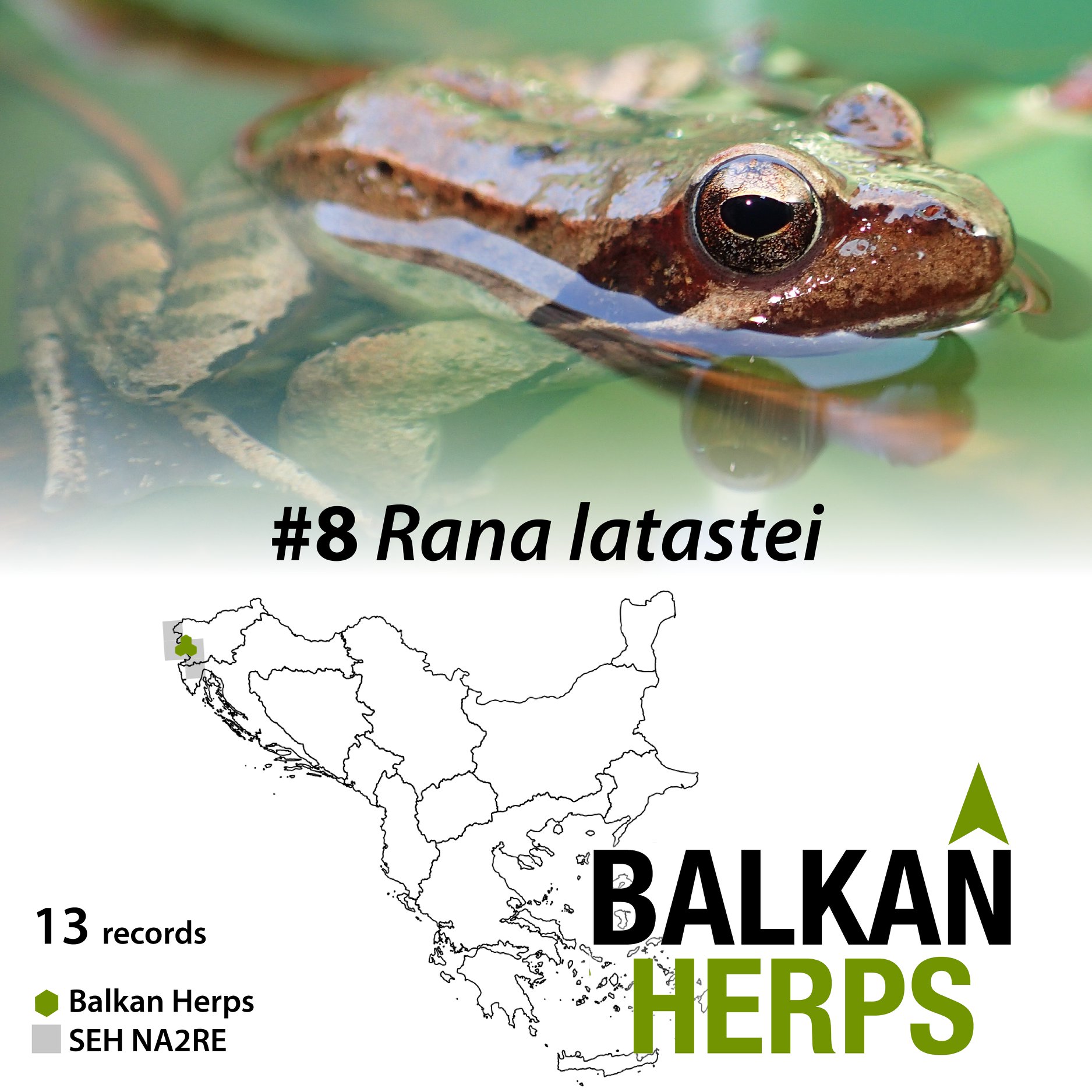Balkan - #8 Species of the day The Italian agile frog (Rana latastei ...