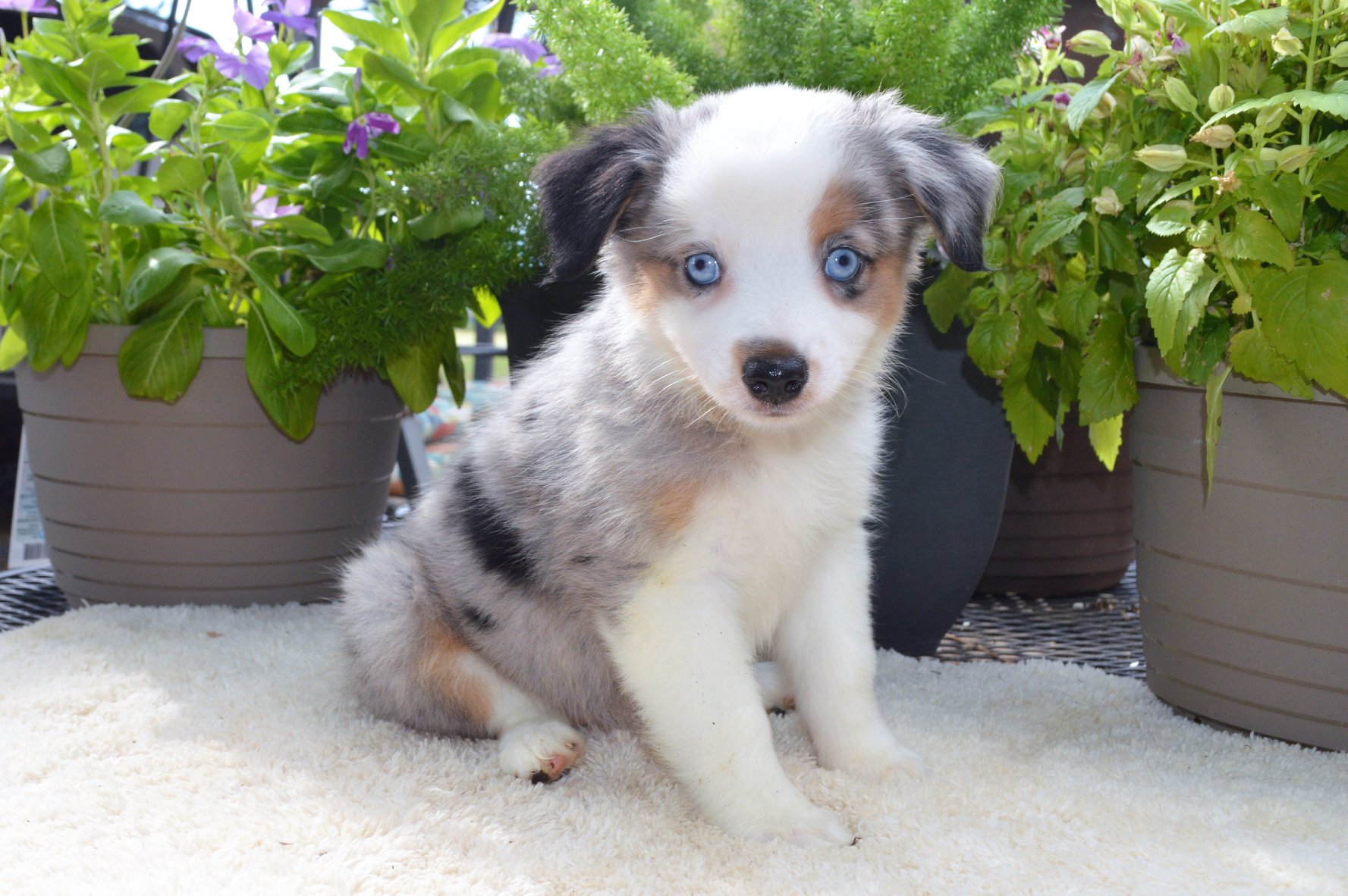 Are Mini Aussies Hypoallergenic