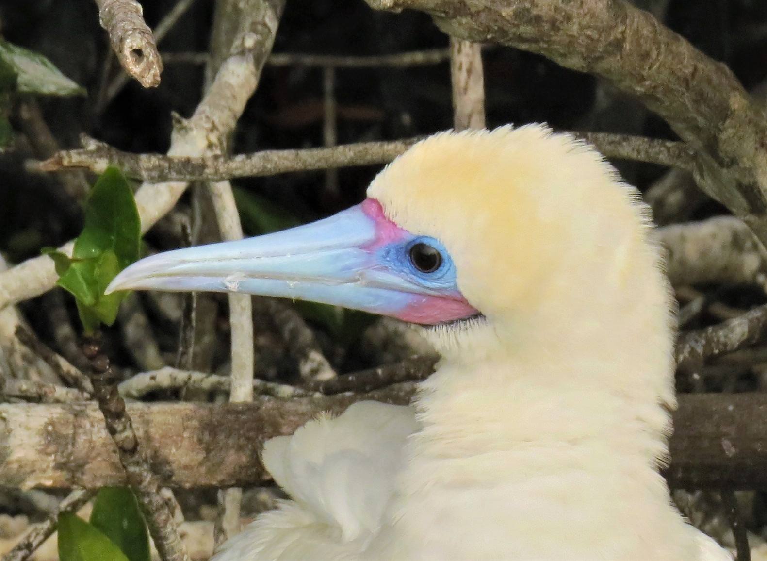 The Great Backyard Bird Count | Red-footed boobies (Sula sula) are a ...