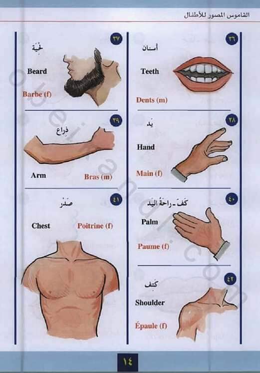 Qur'an Tongue - Some Vocabularies. Body parts in Arabic...
