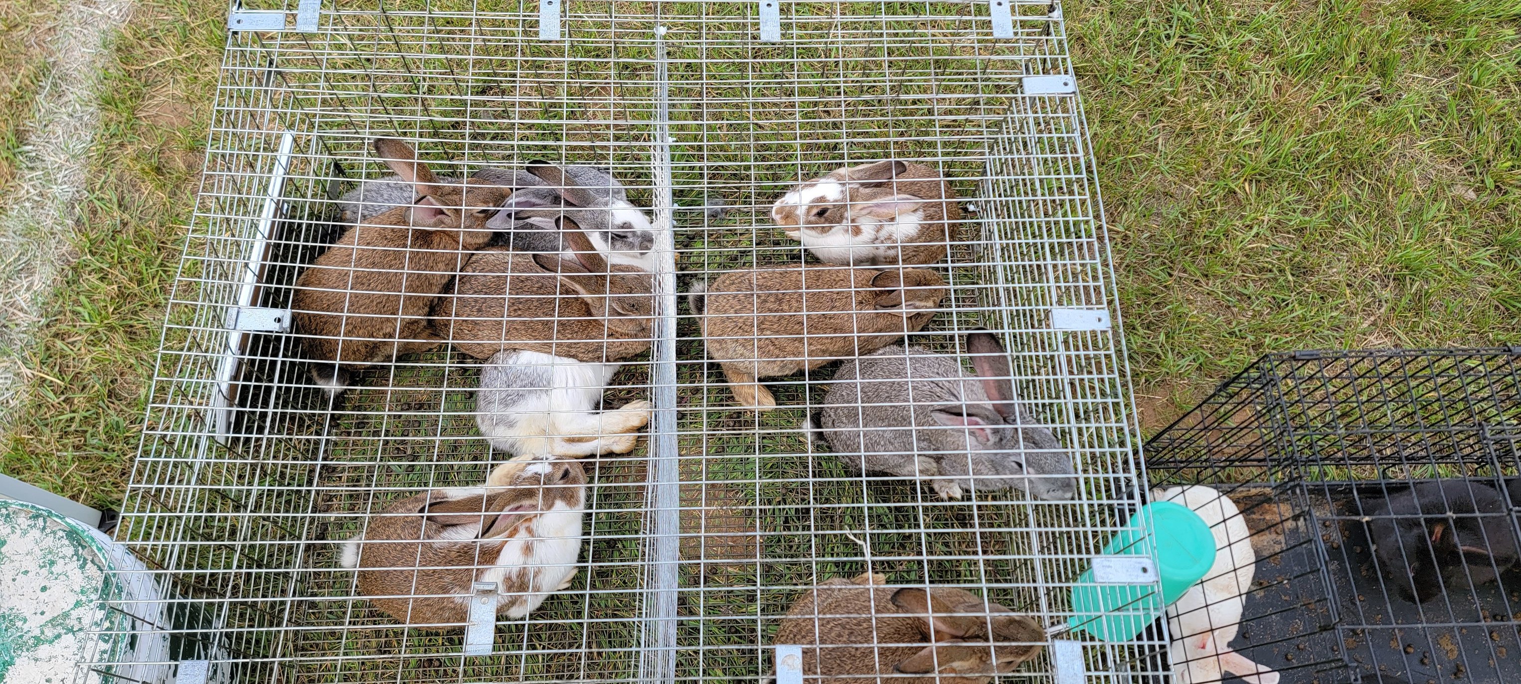 Flemish Giant Rabbit Nesting Boxes Down The Rabbit Hole Into The